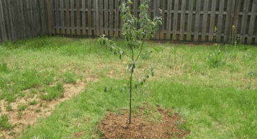 Jak a kdy je lepší zasadit jabloň s uzavřeným a otevřeným kořenovým systémem, vzdálenost mezi sazenicemi